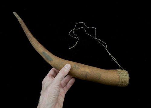 Koteka vecchia zucca per pene - vecchia,