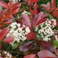 Fotinia photinia fraseri - x,