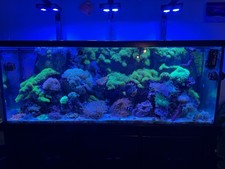 Reef Tank 150gal complete
