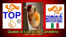 CANTO DEL CARDELLINO CAMPIONE ITALIANO PER CARDELLINI IBRIDI CD USB MICRO SD
