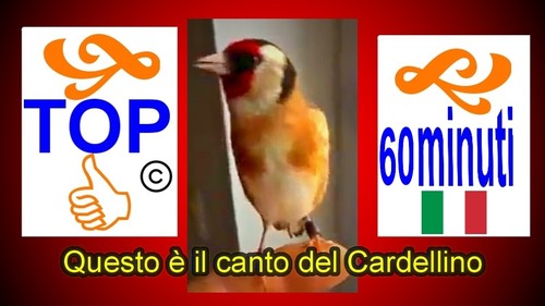 Canto del cardellino un - canto,
