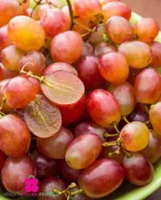 Pianta di Vite APIRENA CRIMSON