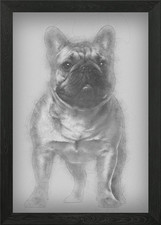 Bulldog francese cucciolo 4