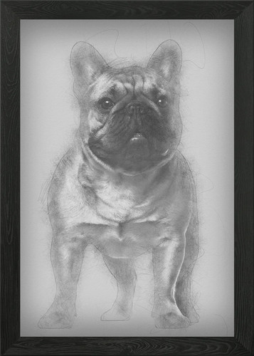 Bulldog francese cucciolo - , 4