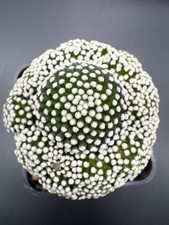 Mammillaria luethy pot - , 7,5