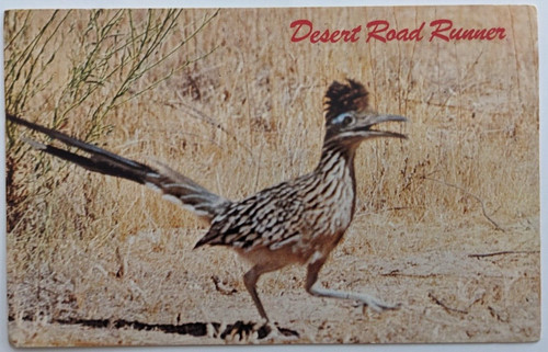 Road runner clown del - runner, deserto