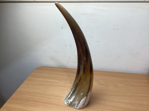 Ankole cow horn ethically - cow,