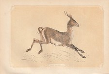 Gazelle Animali Fauna Stampa