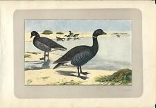 Stampa antica UCCELLI OCA COLOMBACCIO Branta bernicla 1907 Old Antique Print