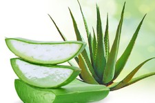 3 graines de véritable ALOE