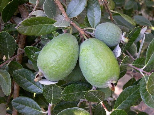 Pianta feijoa sellowiana - feijoa,