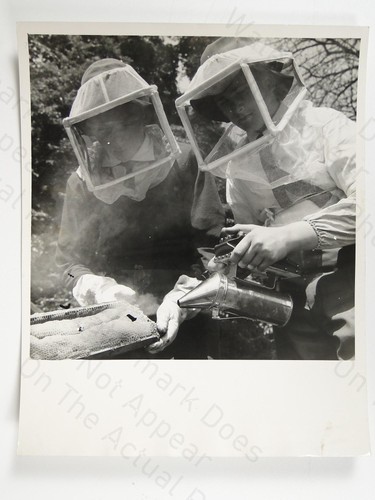 Beekeeping pupils roy reed - pupils,