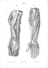 Stampa antica ANATOMIA SPALLA