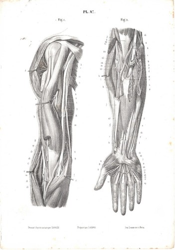 Stampa antica anatomia spalla - antica,