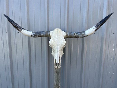 Longhorn teschio sterzo - sterzo, 4