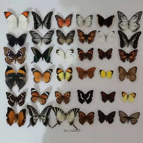 Pezzi specie di farfalle - (specie,