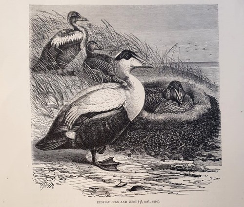 1894 anatra edredone - edredone, uccelli