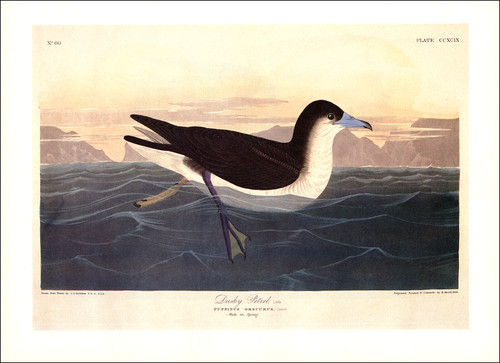 1997 stampa epoca petrel - 1997,