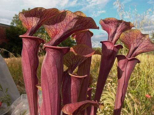Sarracenia oreophila alata - sarracenia, x
