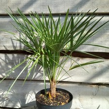 Chamaerops humilis, totale
