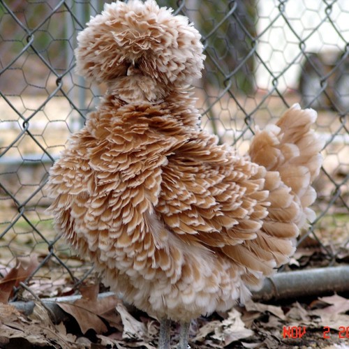 Uova fertili galline - uova,