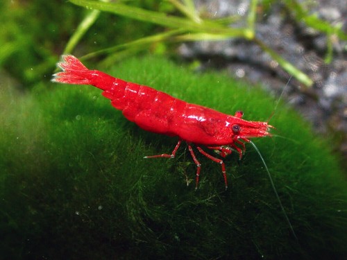 Lotto neocaridine caridina - 5,