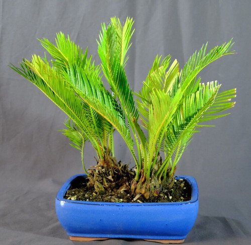 Bonsai cykas revoluta vaso - bonsai,