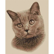 Gatto britannico a pelo corto