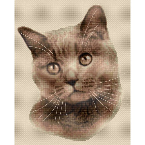 Gatto britannico pelo corto - a,