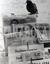 Foto Vintage Francia Piccione su un chiosco di giornali 1976 stampa 24x18 cm