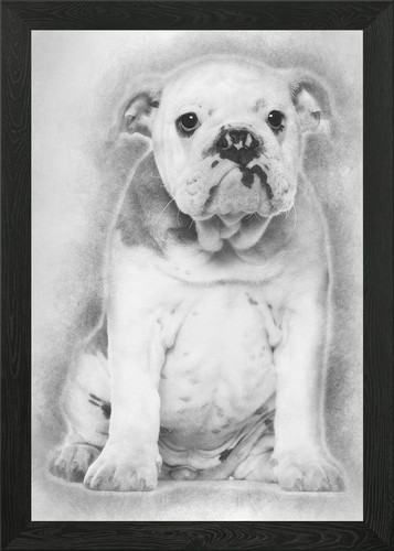 English bulldog puppy mo - bulldog, 4