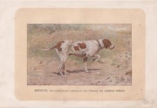 1896 BRAQUE SAINT GERMAIN Dog