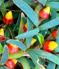 Mediocalcar Species NEW pianta vigorosa in vaso orchidea orchidee Vanda