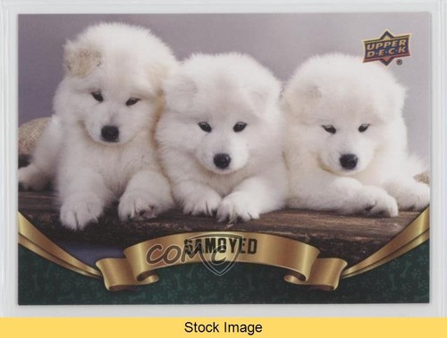 Upper deck collezione canine - deck,