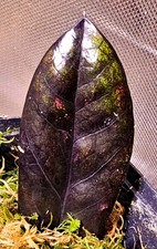 Zamioculcas zamiifolia nero - zamioculcas,