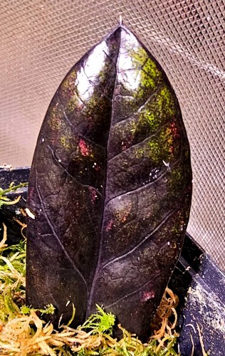 Zamioculcas zamiifolia nero - zamiifolia,