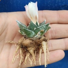 Ariocarpus retusus f. trigonus