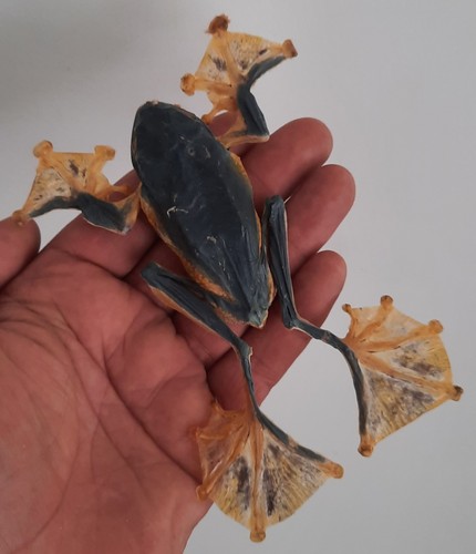 Curiosité taxidermie - curiosité, ,