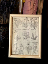 1890iconographia florae - 1890iconographia,