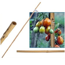 Canne bambù supporto - canne, di