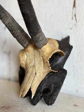 Antico Trofeo di caccia