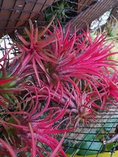 Tillandsia variétés - tillandsia,