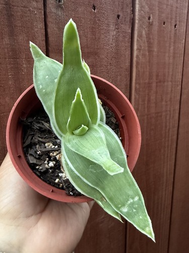 Aloe striata coral - aloe, aloe"