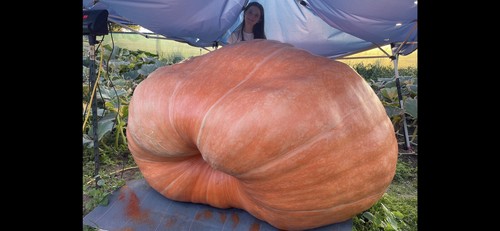 Semi zucca gigante - zucca,