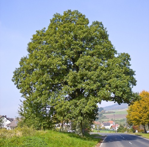 Pianta quercia rovere trattata - pianta,