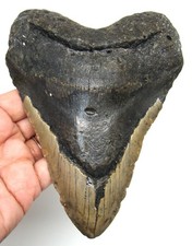 MEGALODONTE DENTI DI SQUALO -