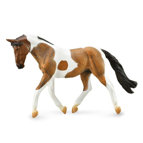 Collecta pinto mare - pinto, bay