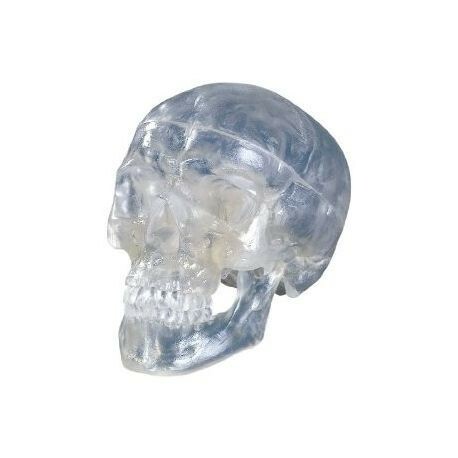 Cranio classico trasparente