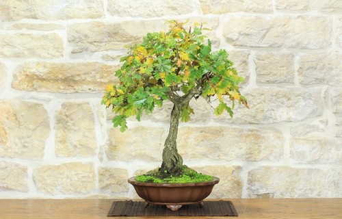 Bonsai quercia roverella - di,