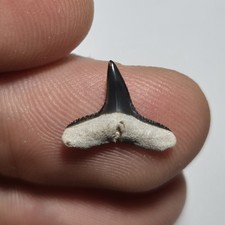 Dente Fossile di Squalo -